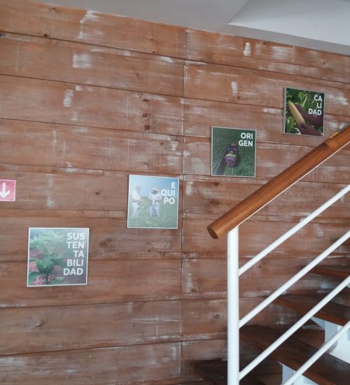 IMPLEMENTACIÓN DE GRÁFICA FRUTOS DEL MAIPO MIDAS (1)